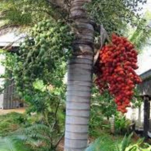 Foxtail Palm Fruit Tree Manufacturer & Supplier in India